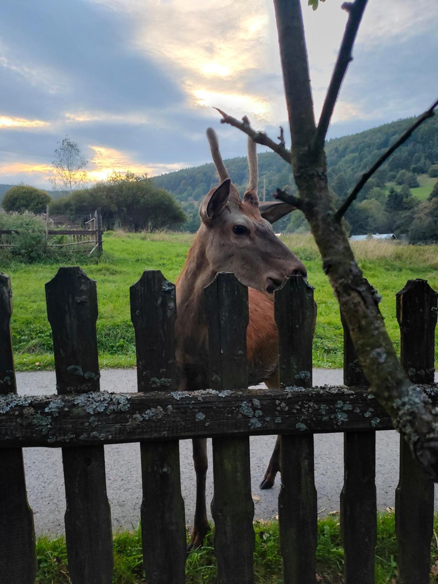 Goralska Czarcia Chata Pod Jalowcem Stryszawa Kültér fotó